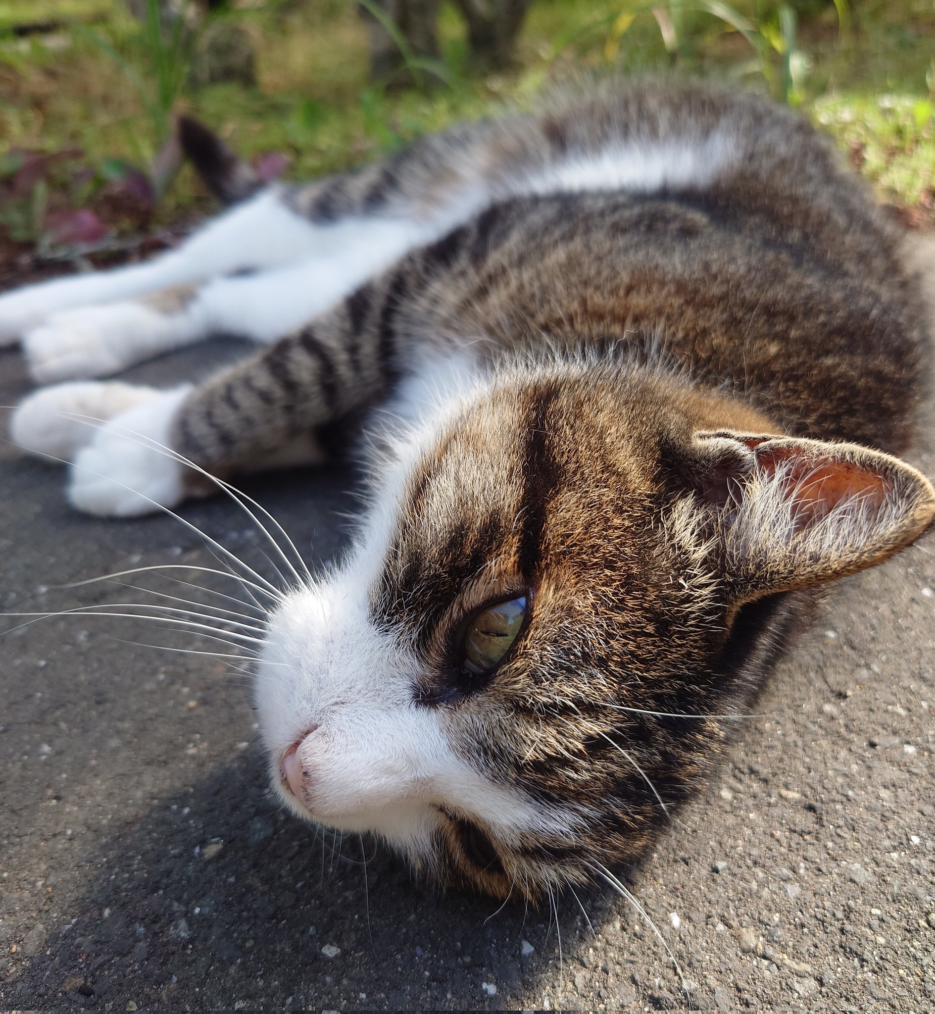 猫太郎 きくちゃん on X: 