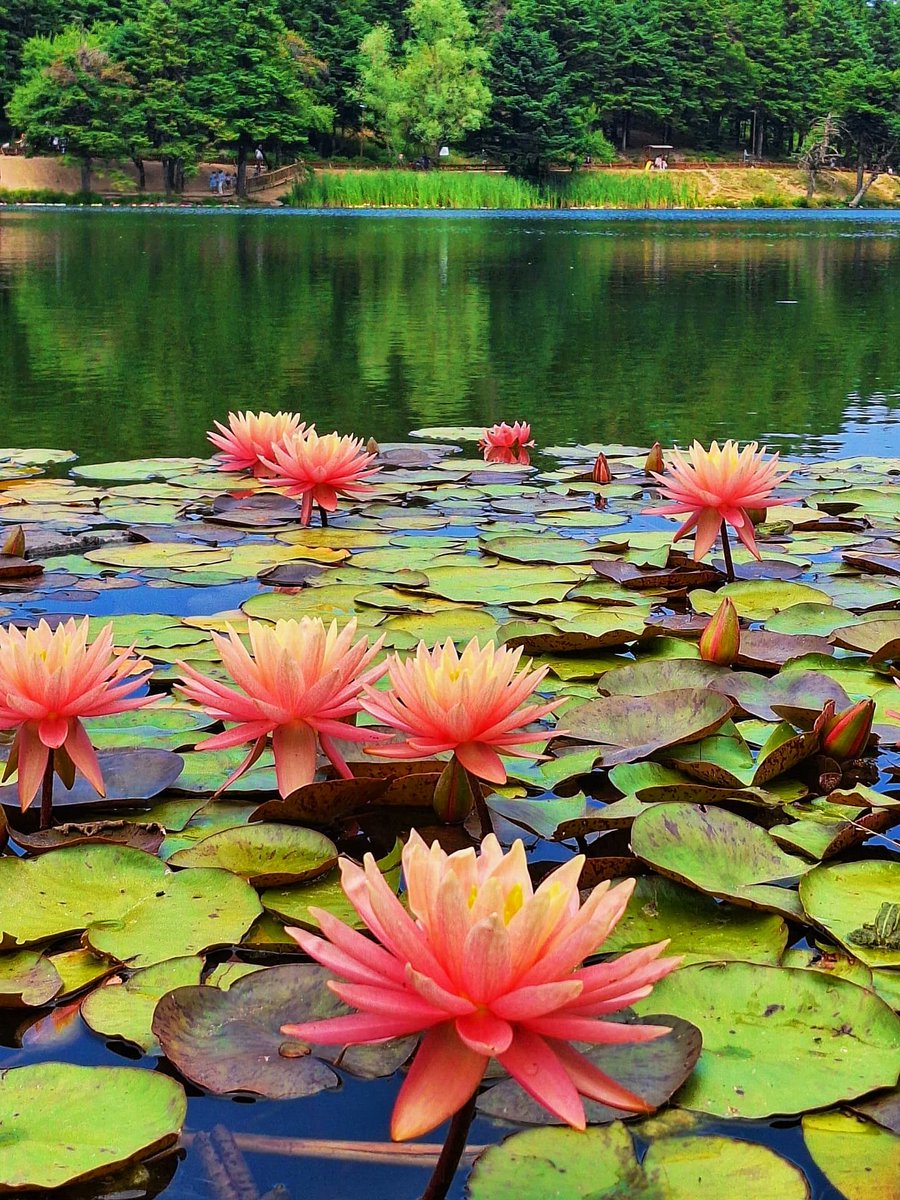 Sevgi (@sevgi_2304) on Twitter photo 