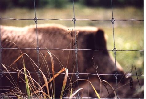 Swinewebcom's tweet image. African Swine Fever in Germany: Fencing Expands as Infected Wild Boar Count Rises: swineweb.com/latest-swine-n…