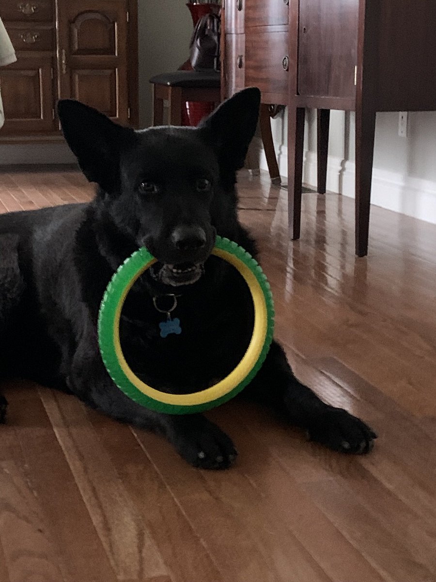 Happy 8th Birthday to my beautiful Finnegan!