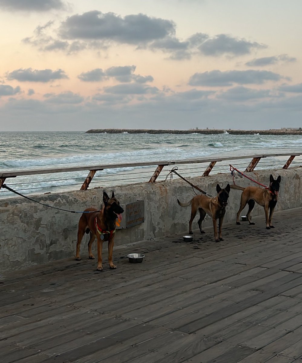כלבלבונים חמודים