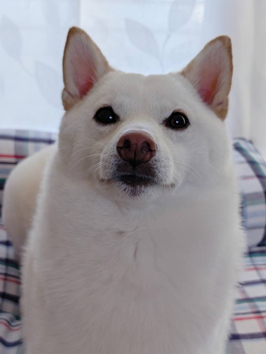 パンが焼き上がるのをじっと待っている可愛い犬