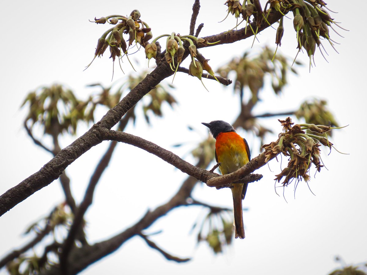 deyAbhijit_eco's tweet image. A much awaited and I guess much needed piece on #mahuatree has come up in @RGSustain1 a couple of days ago
roundglasssustain.com/wild-vault/mah…
This would have not been possible without the kind help of @nehaa_sinha