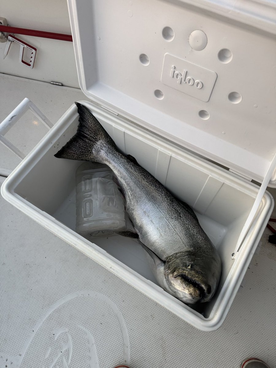 bakerjonathanr's tweet image. 15 lb king salmon
