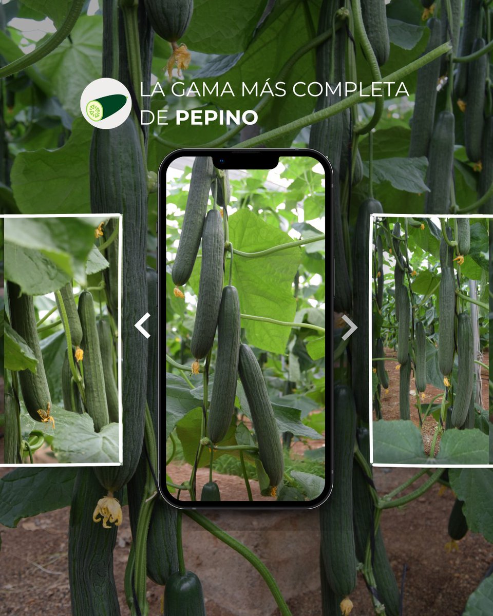¿Tienes clara la variedad que más te conviene? Antes de decidir, descarga el catálogo de la gama más completa de #pepino, de la Generación QR.

Variedades que destacan por su rentabilidad, calidad de fruto y resistencias

👉 loom.ly/tryKPxo

#BayerSeminis #CultivaSeminis