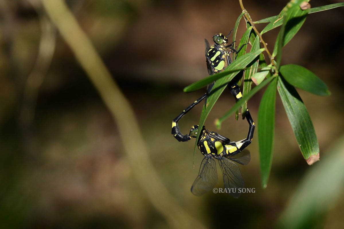 2025·华西南五月。
并纹小叶春蜓Gomphidia kruegeri交配。