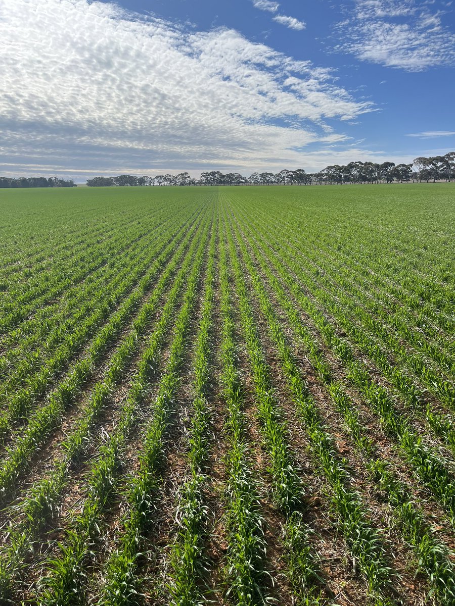 ConnorFuss's tweet image. Shotgun L vs IGW6895 R - Both up and away considerably better than Calibre in the same paddock. Will be a good comparison come November. On a side note Mateno has done an excellent job in the same paddock. @agtbreeding @InterGrain1
