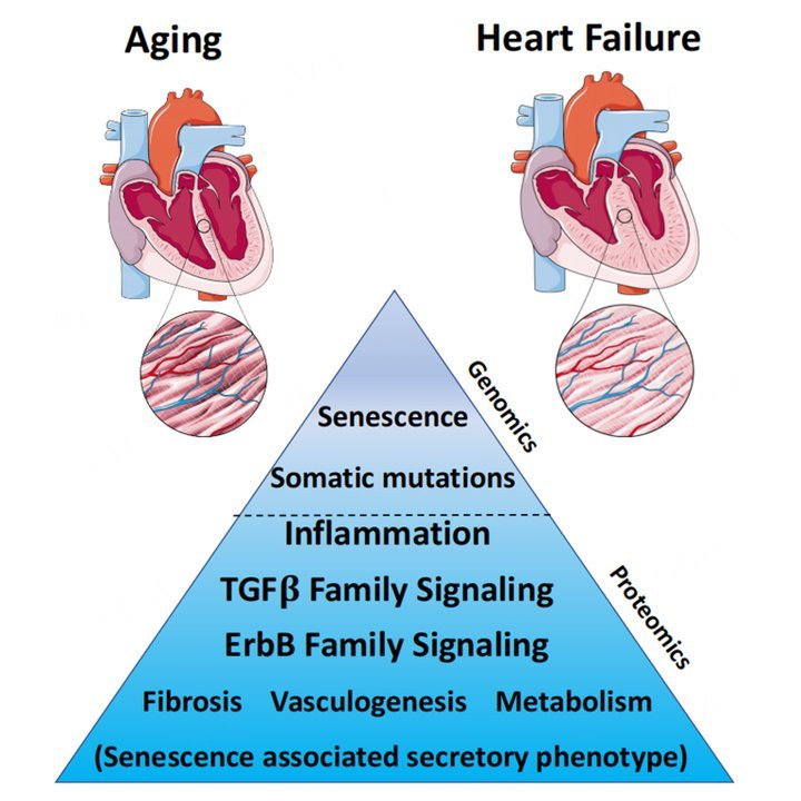 JCA_Journal's tweet image. Article in The Journal of Cardiovascular Aging:
Geroscience in heart failure: the search for therapeutic targets in the shared pathobiology of human aging and heart failure
📖 Read now:
oaepublish.com/articles/jca.2…
#Geroscience #AgingResearch #CardioAging