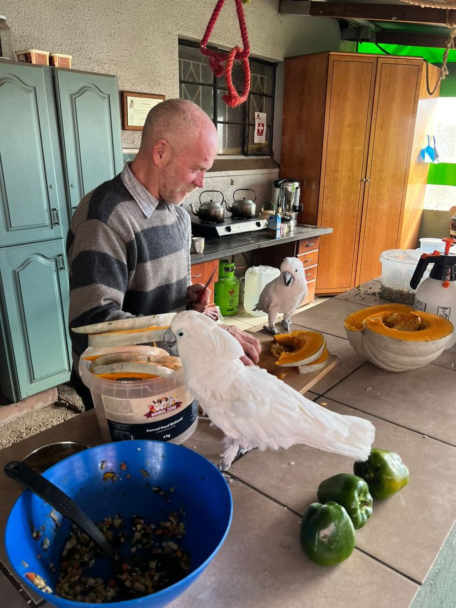 brainybirds_sa's tweet image. Frikkie being supervised as he prepares lunch for the flock