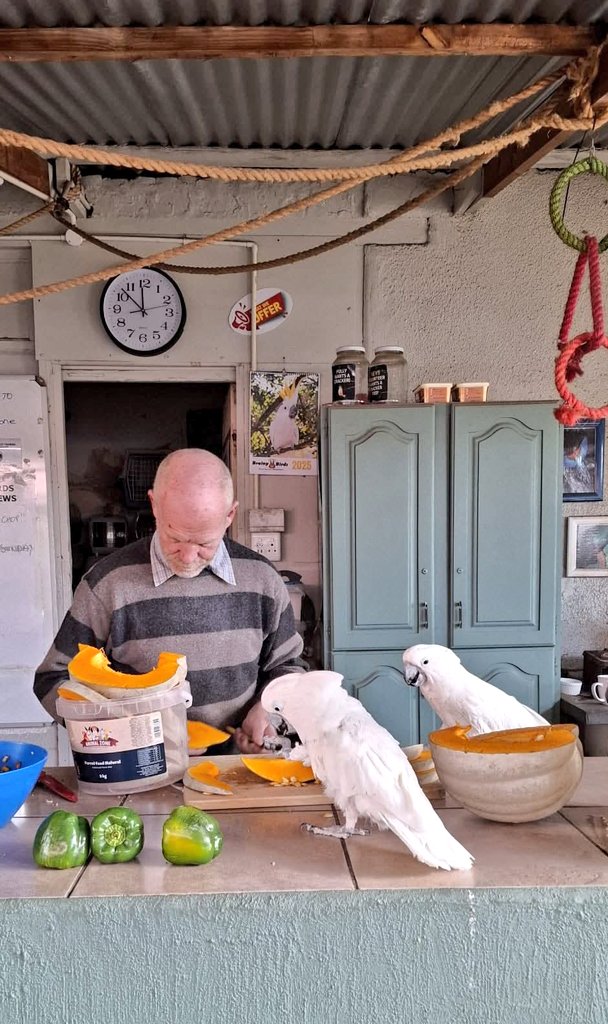 brainybirds_sa's tweet image. Frikkie being supervised as he prepares lunch for the flock