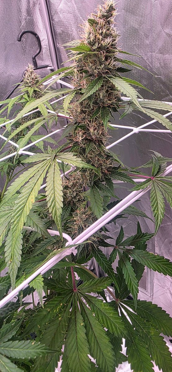 Good morning everyone.
🍌🍌🍌💣💣💣🤌🤌🤌
🤜🤛