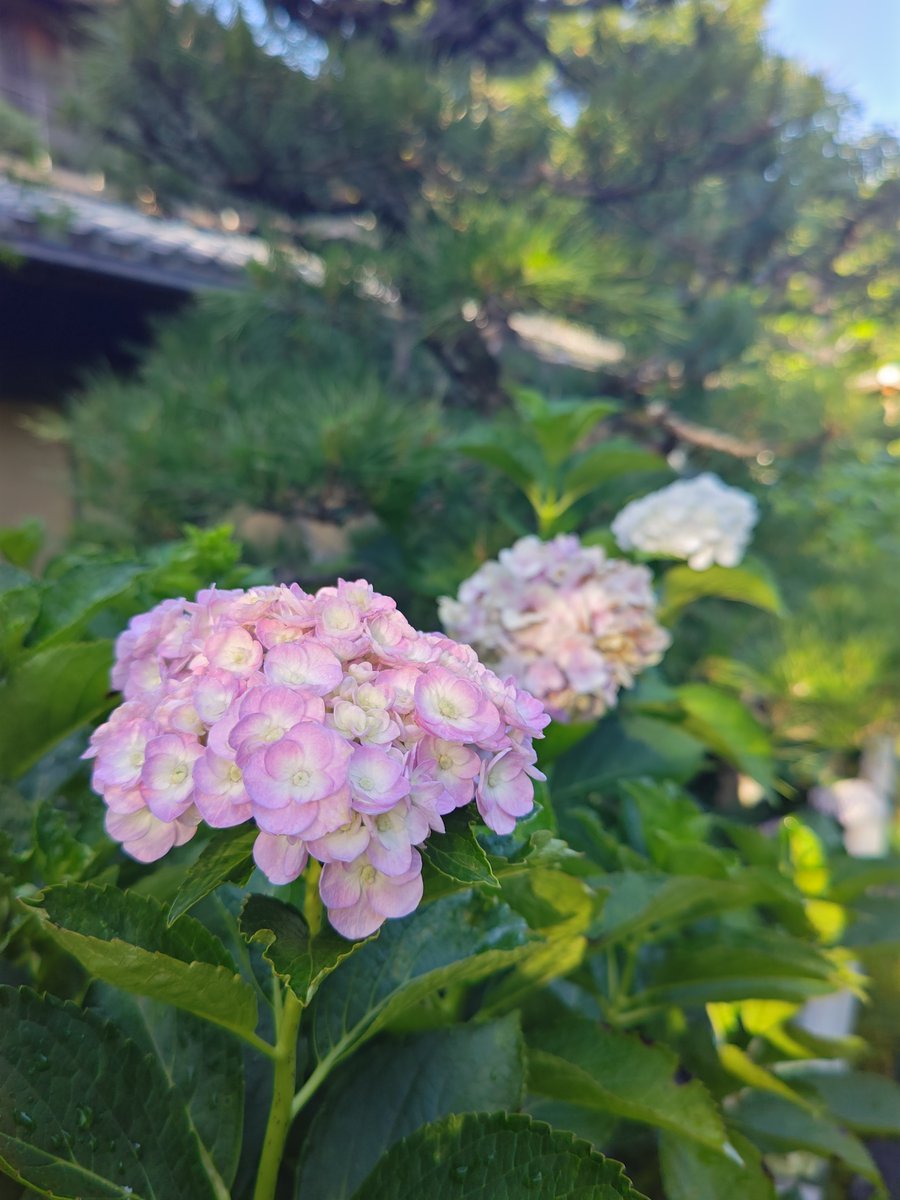 Johnny様 リクエスト 2点 紫陽花　アジサイ　エスメラルダ　ふるふる 楽天市場】予約販売 アジサイ ダブルタッチエダムブルー 10.5cm