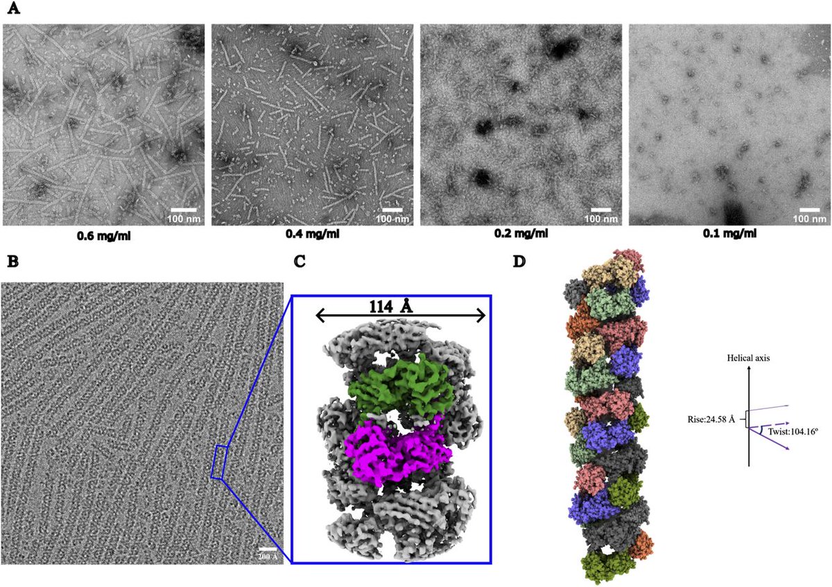 LSAjournal's tweet image. This study reveals that PRMT1 forms functional helical oligomers that enhance substrate binding and activity, with implications for cancer cell proliferation and RNA metabolism. life-science-alliance.org/content/8/9/e2…