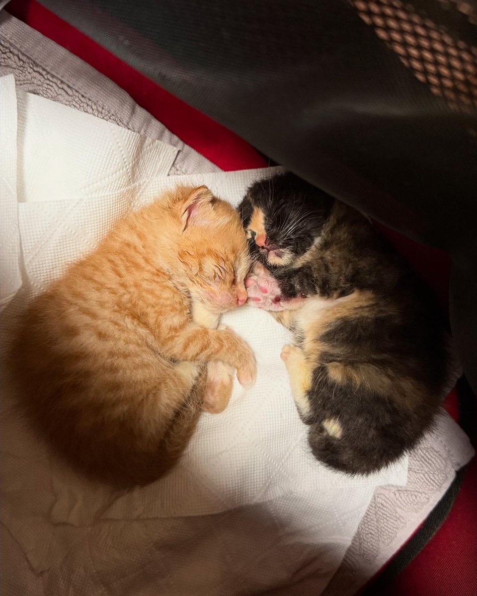 kimdoaeng's tweet image. 이랬던 맘마먹음이들이 자라서…

#입양문의는프로필링크참고❤️
#임보냥_튀김 #임보냥_보로 #입양홍보