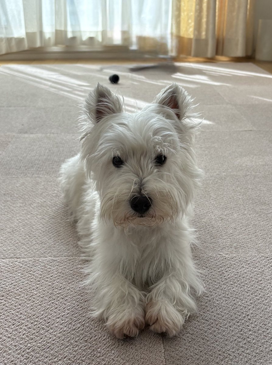 昼寝の邪魔しないで〜(ステラ)
誰か遊んで〜(ピノ)
#ウエストハイランドホワイトテリア  #ウエスティ #WESTIE #westhighlandwhiteterrier  #犬のいる暮らし