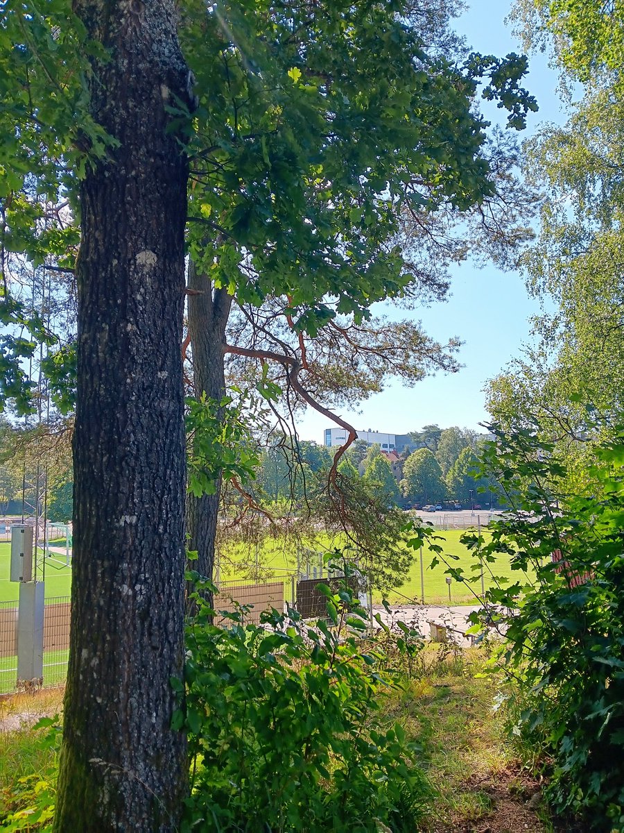AnetteJonasson's tweet image. Good morning ☺️🌳🍃
A walk in nature is relaxing, healing and my plan for this monday☺️
#trees #NatureInspired
#NatureBeauty