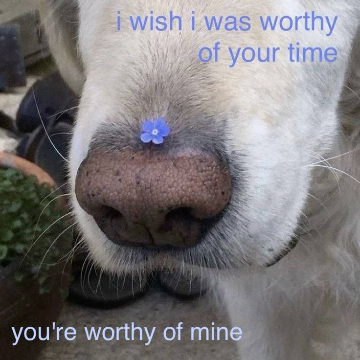 caninepoetry (@caninepoetry_) on Twitter photo 