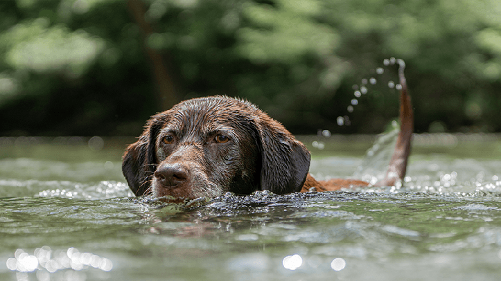 The British Veterinary Association (BVA) is urging pet owners to take precautions when walking dogs near freshwater bodies this summer, as the warm weather brings with it an increased risk of toxic blue-green algae growth.

overthecounter.news/hot-summer-spa…