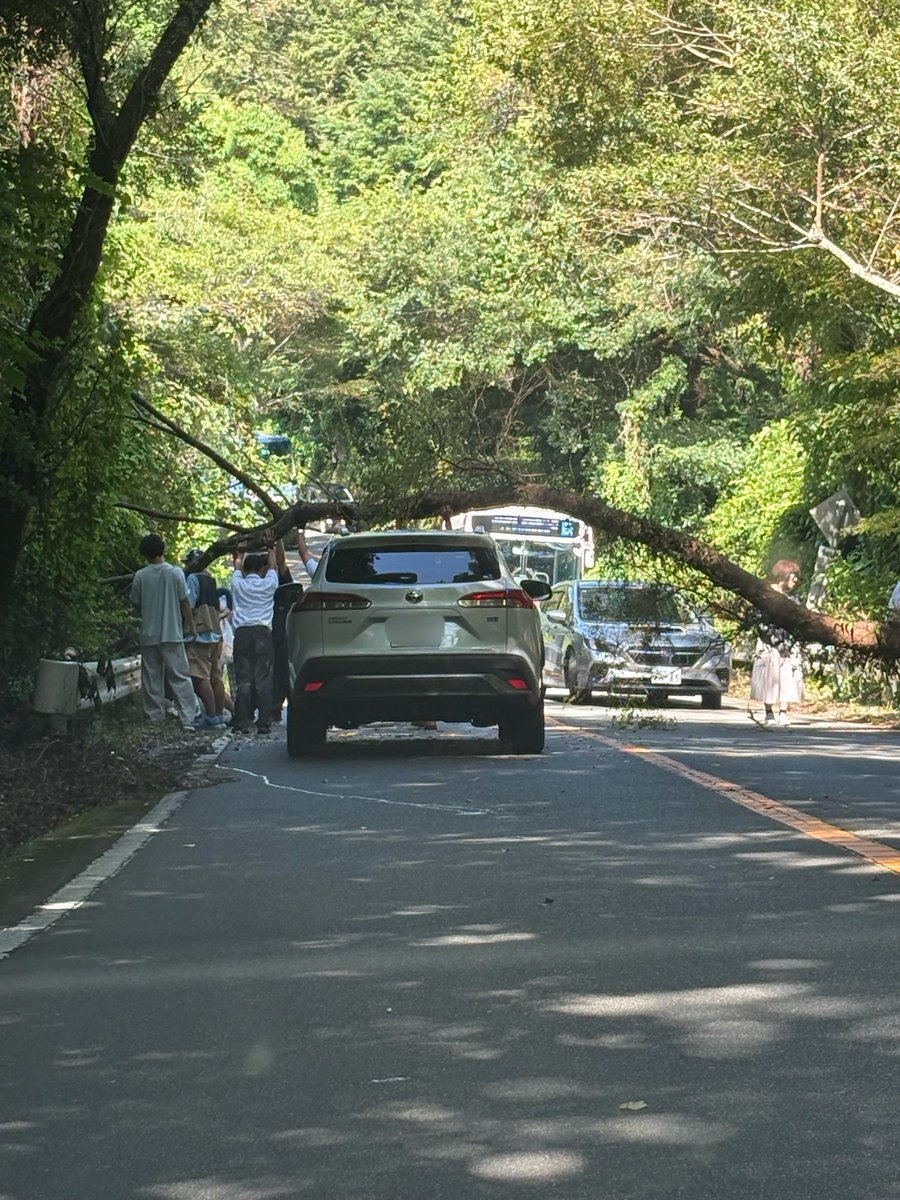 日本平パークウェイ
静岡側木が倒れてるにゃん
両車線通行止めです
 #静岡  #日本平
