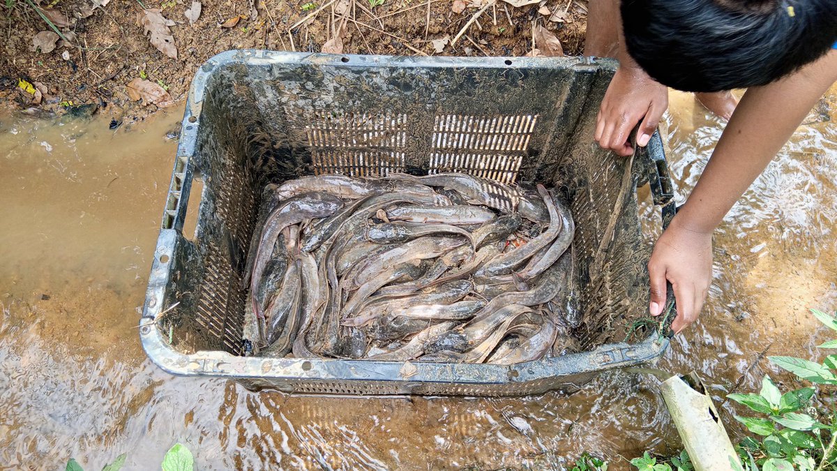 Pangsan Sibungsu Harahap tweet media