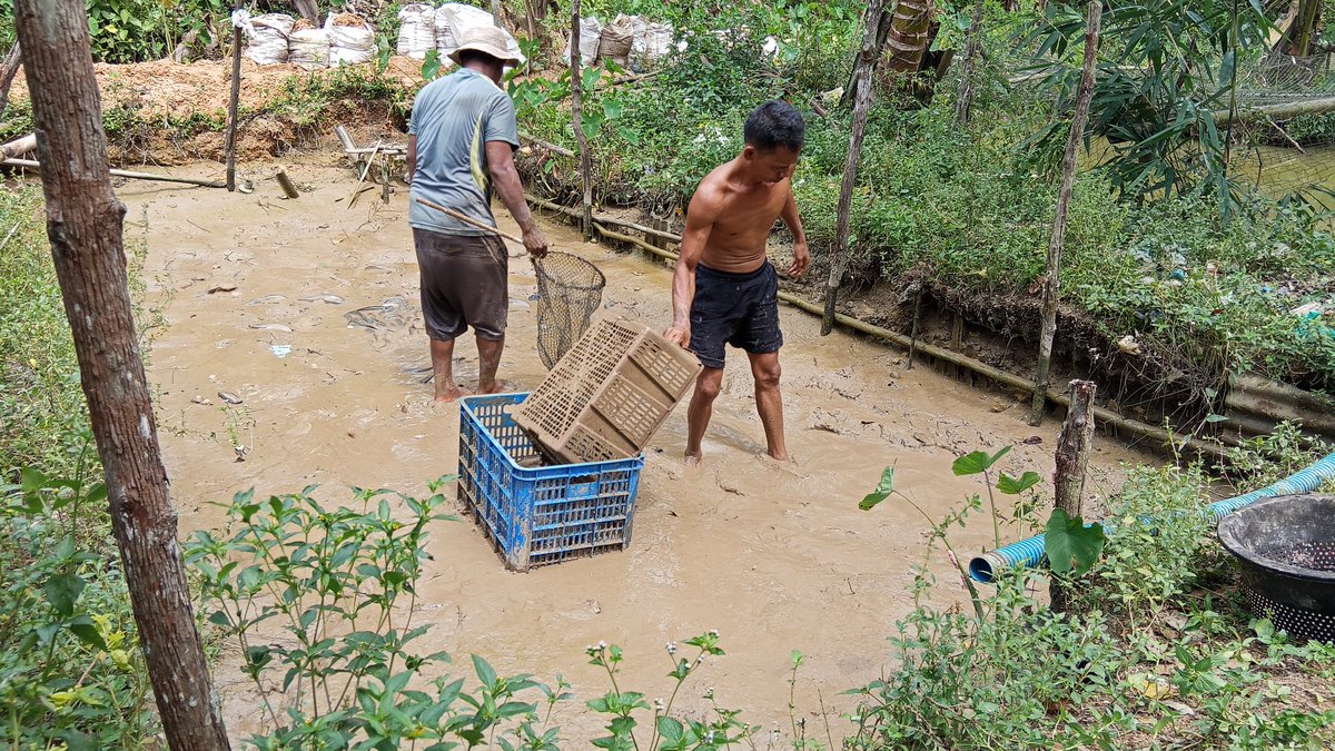 Pangsan Sibungsu Harahap tweet media