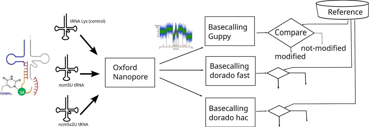 benagen3571's tweet photo. Direct RNA Oxford Nanopore sequencing distinguishes between modifications in tRNA at the U34 position. #nanopore #DRS  https://t.co/o7hrLdYEo3 https://t.co/iq6Op1AjPc
