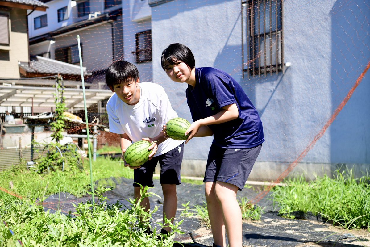 higashiosakaPD's tweet image. /
大阪・関西万博に向けて
ラグビーすいかの収穫
\
ラグビーのまち東大阪のPRを目的に、大阪・関西万博の会場にてラグビーすいかを振舞います。
当日、振舞うラグビーすいかの収穫を先日行い、日新高校の生徒さんにも手伝ってもらいました🍉