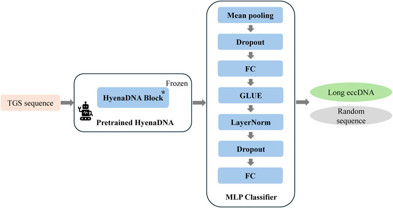 benagen3571's tweet photo. HyenaCircle: a HyenaDNA-based pretrained large language model for long eccDNA prediction. #nanopore #eccDNA https://t.co/V1YhQqAi4P https://t.co/q1KZogccl1