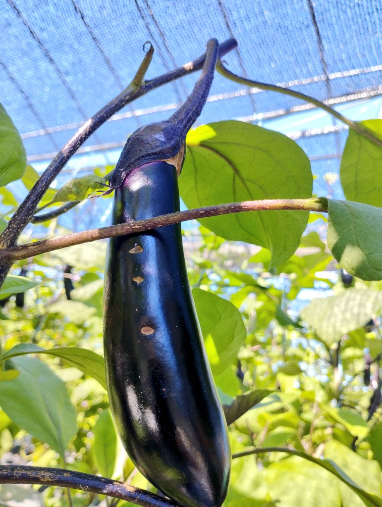 mottu_a_rella's tweet image. ナス🍆の葉っぱ🌿の軸が
果皮に当たるとキズになる😩
実が成長して伸びるにつれて、
当たる位置がズレていく🫨
2個、3個、4個とキズ🩹がどんどん増えて、
あっという間に規格外品のできあがり!😰
チックショー!!😭🪭