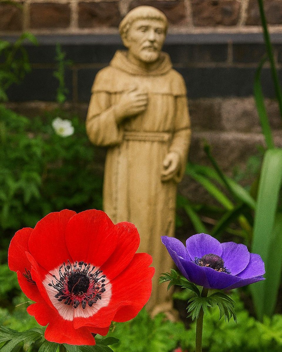 Among the flowers &amp; cloisters of the Monastery, you’ll find quiet tributes to St Francis of Assisi 🌸🕊️

His gentle spirit still lingers here, offering peace to all who visit.
✨ Gardens open Sun-Thu
🕯 Midday meditation 12-1pm
🤍 Free entry. All welcome.

#stfrancisofassisi ❤️