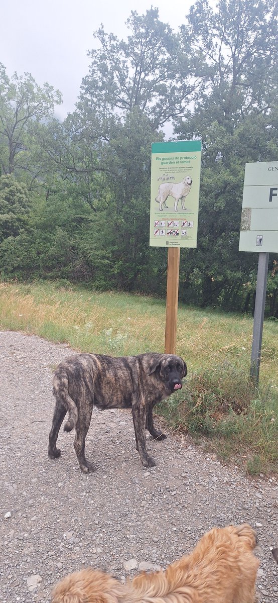 La Gleva diu que ella no és la de la foto del cartell però que dóna el vistiplau a la informació i a les bones intencions. #Gleva #mastinleones #gosdeproteccio