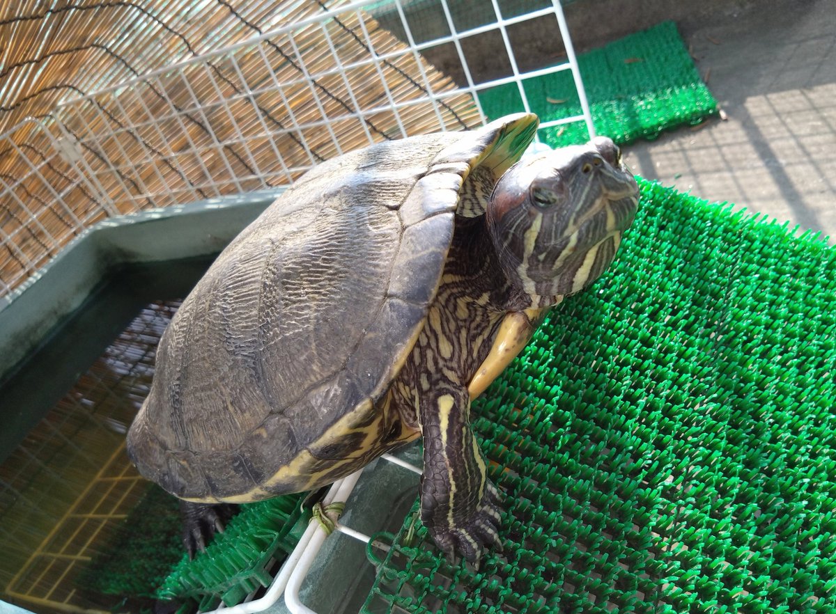 testudo216's tweet image. #アカミミガメ
カンカン照りでも平気で干すアカミミきんちゃん
時々水に入るとは言えよく熱中症にならないね
のんびり干すカメ、卍寝するリクガメなど、似たような写真がどんどん増えていくけど消せない