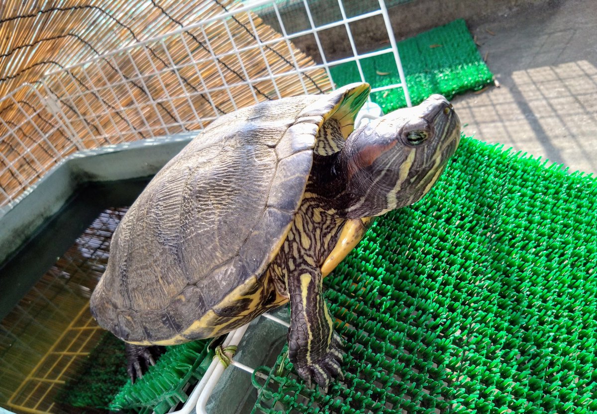 testudo216's tweet image. #アカミミガメ
カンカン照りでも平気で干すアカミミきんちゃん
時々水に入るとは言えよく熱中症にならないね
のんびり干すカメ、卍寝するリクガメなど、似たような写真がどんどん増えていくけど消せない