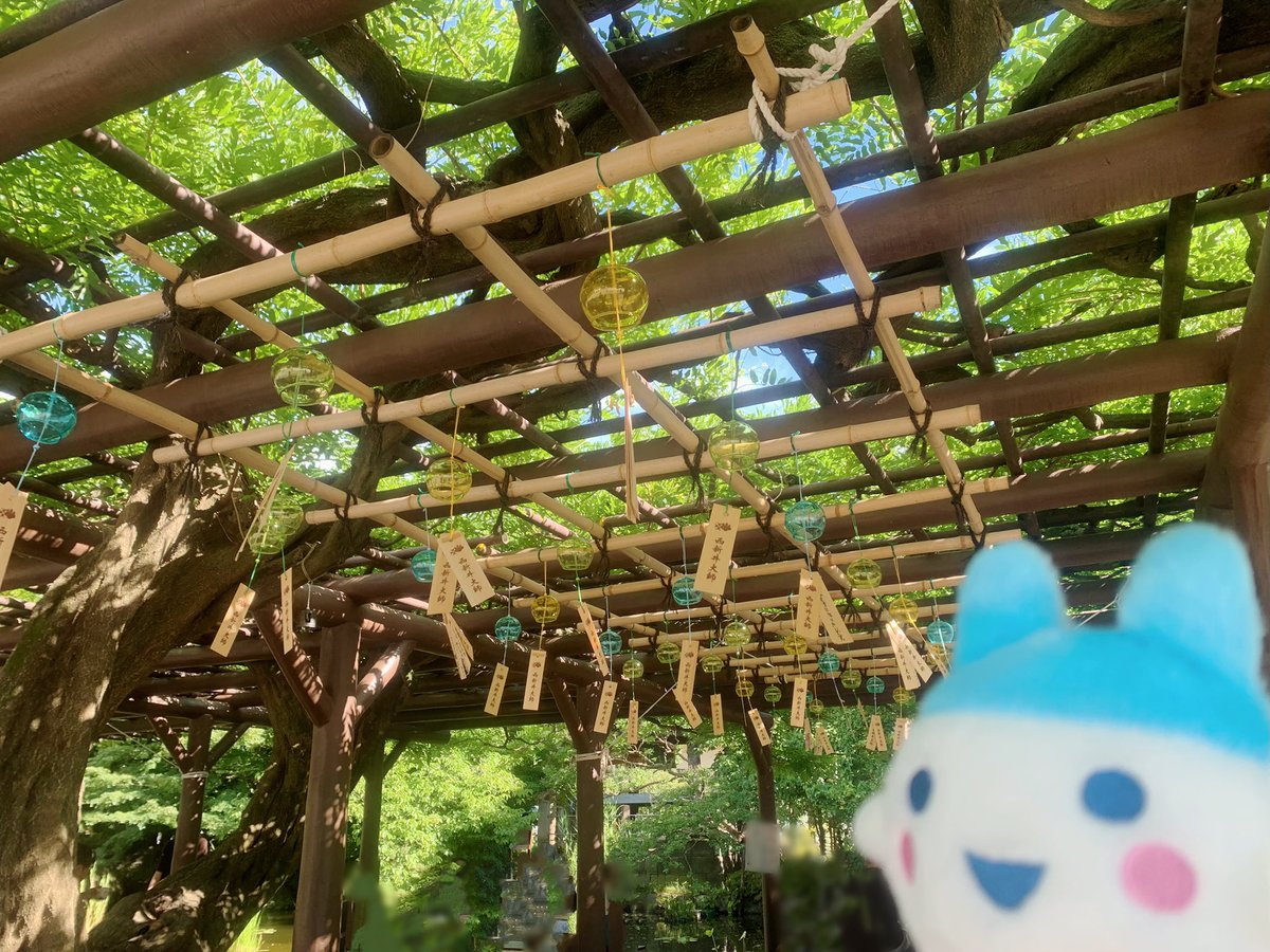 walletchan's tweet image. やんぐみみっちと風鈴祭りにいってきたよ〜🎐