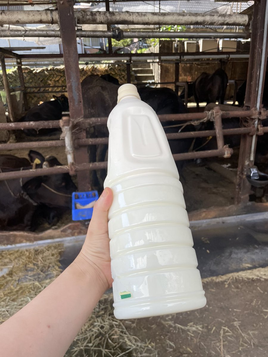 mainagamoto's tweet image. 無殺菌牛乳を手に入れた🐂❤️‍🔥