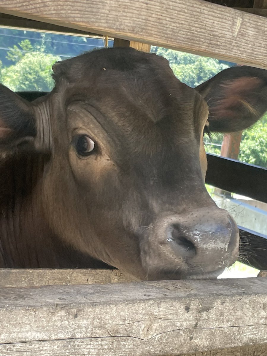 mainagamoto's tweet image. 無殺菌牛乳を手に入れた🐂❤️‍🔥