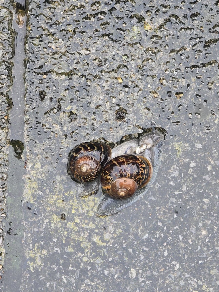 nurdelimon's tweet image. de camino al trabajo me he encontrado con dos caracolitos queriendose bajo la lluvia😔😔😔