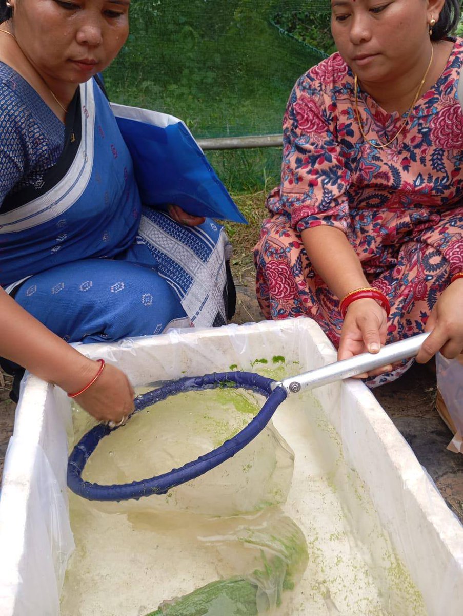 Training on #Azolla cultivation and its benefits for fish farming and animals was provided to our fishery (CSP) from Silachari BMMU at #Lembucherra Fishery College.
<a href="/lather_rinku/">RINKU LATHER</a>