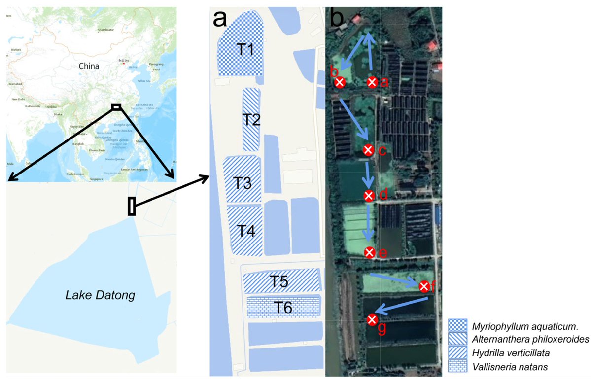 Micro_MDPI's tweet image. 🦠The research investigates the performance of a multi-stage surface flow constructed wetland (SFCW) in treating aquaculture wastewater, revealing that total removal efficiency consistently exceeded 60% across different vegetation periods. 

🔎Read more: mdpi.com/3195086