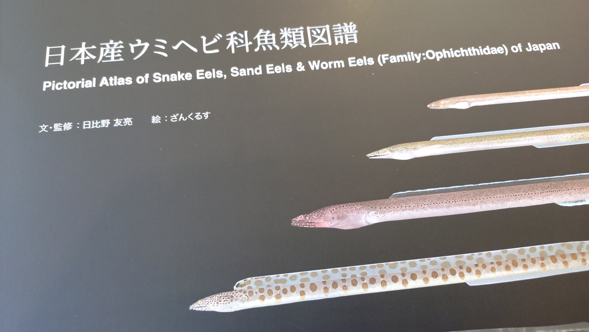 さかなページ！ さかなクンのギョギョッとサカナ☆スター図鑑 (講談社MOOK