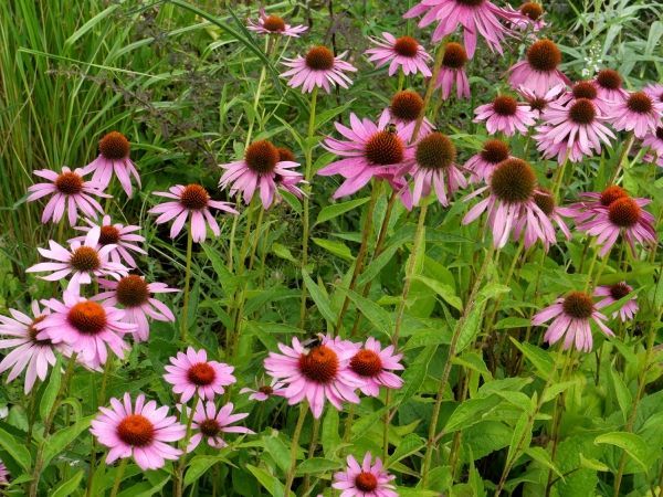WarksNGS's tweet photo. If you are looking for garden inspiration, Bridge Nursery near Southam is the place to visit!

Bridge Nursery, CV47 8HX
Open every weekend until the end of September
Saturday and Sunday, 10 - 4pm
Admission £3.50, children free

Full details:
https://t.co/GFwOpsLYHp https://t.co/o5bj6BTDei