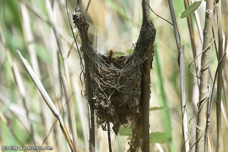 Un #retodelherrerillo para empezar la semana con buen pie.
¿A qué especie pertenece este nido?