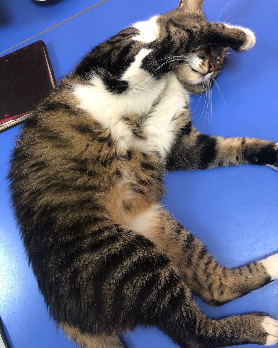 DIskeceli's tweet image. Erken kalkan en güzel kediyi alır. Uyanın artık. Günaydın. 🩵🐾