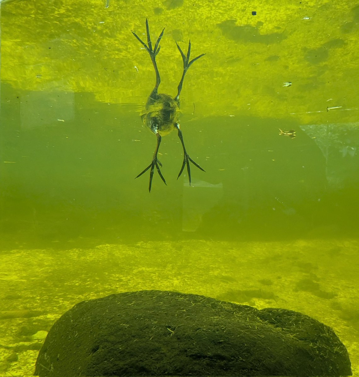 I am a biologist and I just took this picture