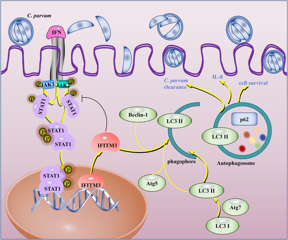 LSAjournal's tweet image. This work shows that STAT1-IFITM3 regulate cell inflammatory response and parasite clearance through autophagy, which provide new insights in how autophagy contributes to cell defense to C. parvum. life-science-alliance.org/content/8/9/e2…