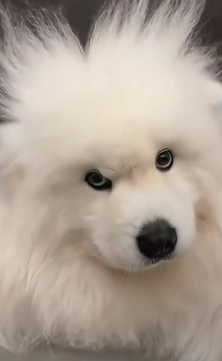 phu_as_samoyed's tweet image. โอเคคับทุกคน 
#PHUTATCHAI 
#PHUTATCHAI_พยายาม 
#BUSCOVERPROJECT