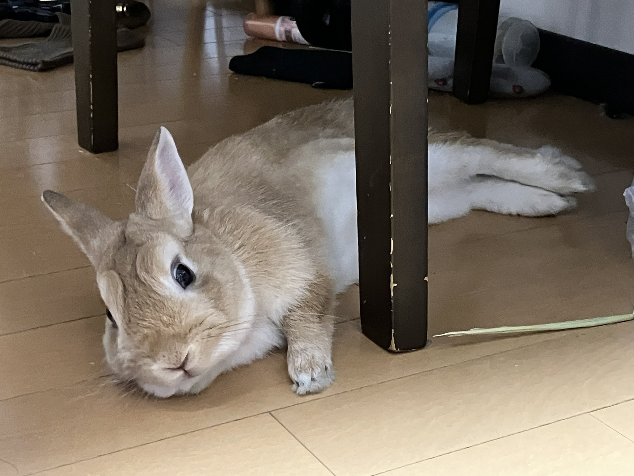 🥕🐇しおわた🐇🥕 on X: 