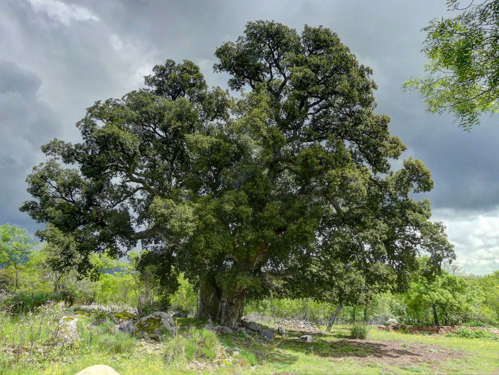pkas1111's tweet image. De los árboles tengo tan alta idea por lo que han sido, por lo que son y por lo que pueden ser
📷Alcornoque de Prado Guerrero (Becerril de la Sierra). Árbol singular n° 264 de la Comunidad de Madrid