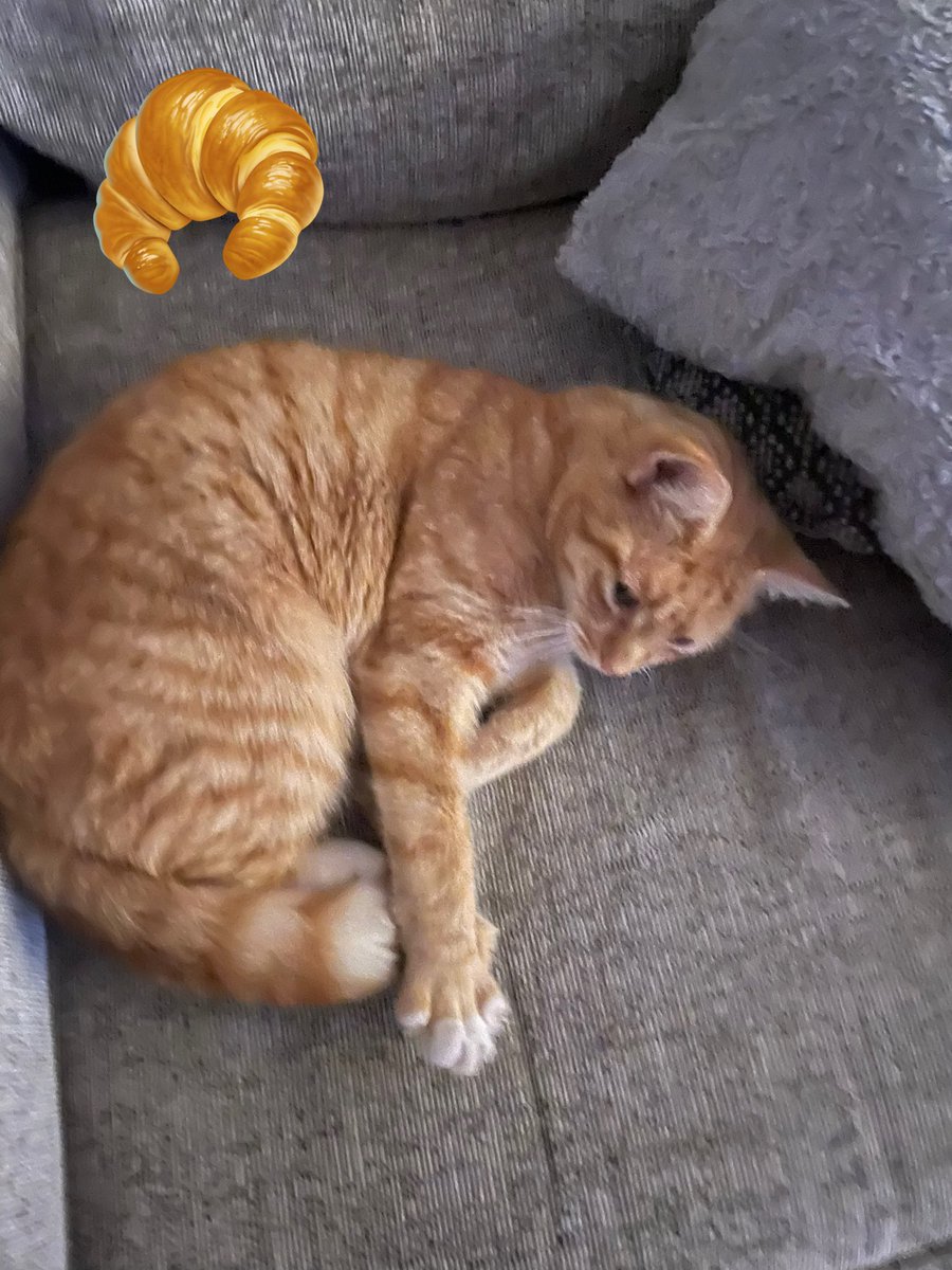 Bread 🍞 in a basket? 🧺 a bagel 🥯 or a croissant 🥐 for breakfast….?? 🤔 😹😋

Happy #kittyloafmonday from all the gang 👋😽😻❤️🌹🪴🌼☀️🤗💐🐾

#CatsOfTwitter #newweek #monday #MondayMotivation #MondayMood