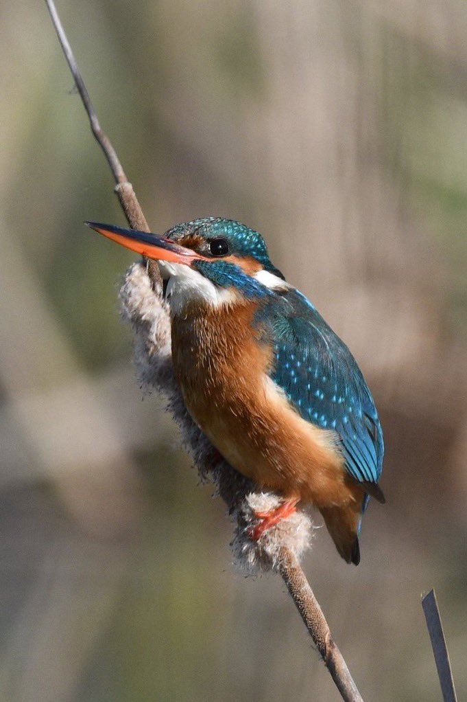 Yalıçapkını dörtlüsü ile iyi haftalar !!!

#hangitür #birdwatching 
#wildlifephotography #kingfisher
